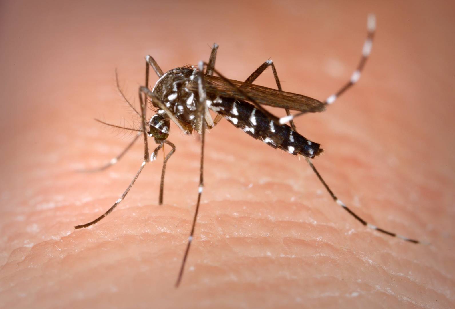 https://vanguardia.com.mx/articulo/descubren-como-hacernos-invisibles-los-mosquitos