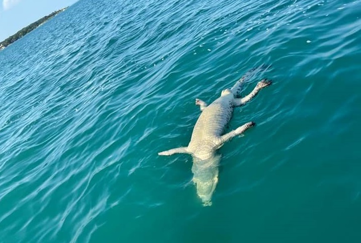Aparece cocodrilo muerto en laguna de Bacalar