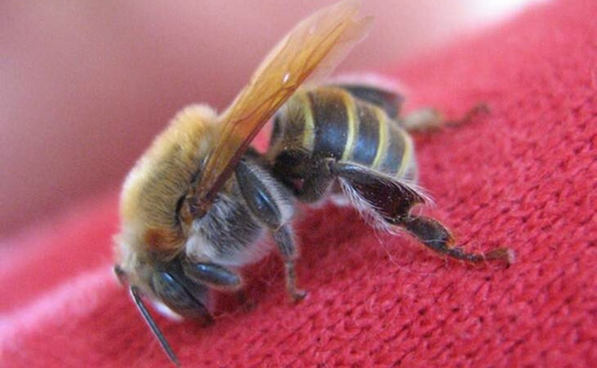 https://www.eluniversal.com.mx/estados/ataque-de-abejas-deja-un-muerto-y-varios-lesionados-en-nuevo-leon