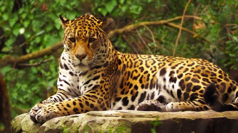 Campesino envenena a un jaguar por matar a su burro en Oaxaca