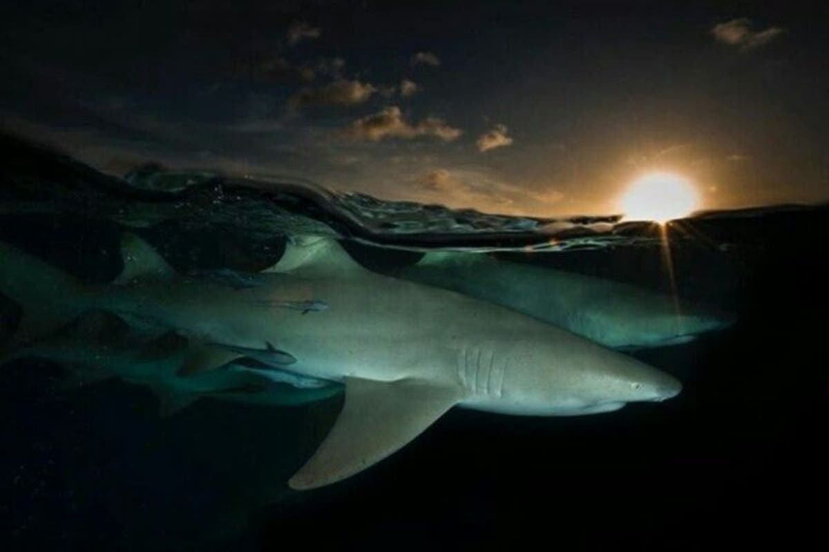 https://www.meganews.mx/quintanaroo/tiburon-a-la-orilla-de-la-playa/