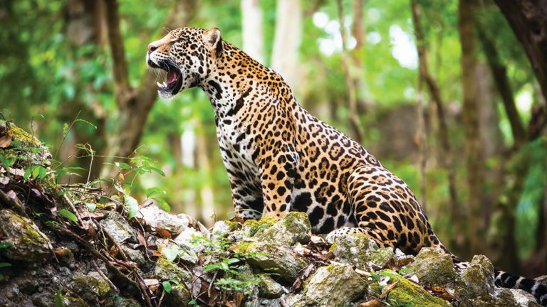 Detienen a cazadores de jaguares radicados en Mahahual