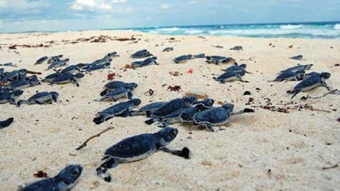 puerto-morelos-tortugas-marinas https://quintafuerza.mx/quintana-roo/puerto-morelos/bienvenidas-primeras-tortugas-de-la-temporada-de-anidacion-llegan-a-puerto-morelos/
