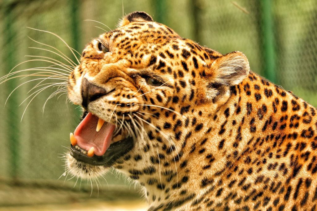 Leopardo-macho