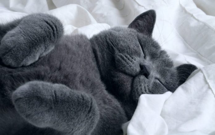 gato-viaja gato-viaja