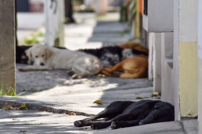 mascotas abandonadas