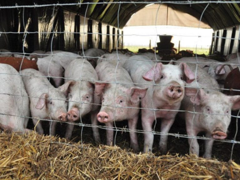 TERRIBLE: Granja sacrifica 4 mil cerdos por gripe porcina