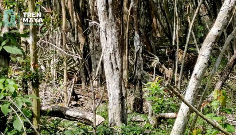 Jaguarcitas liberadas por el Tren Maya se integran con éxito a la selva de Q. Roo