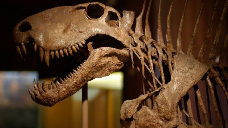 Estudio revela que dinosaurios habitaron en la Antártida - El Quintana Roo  MX