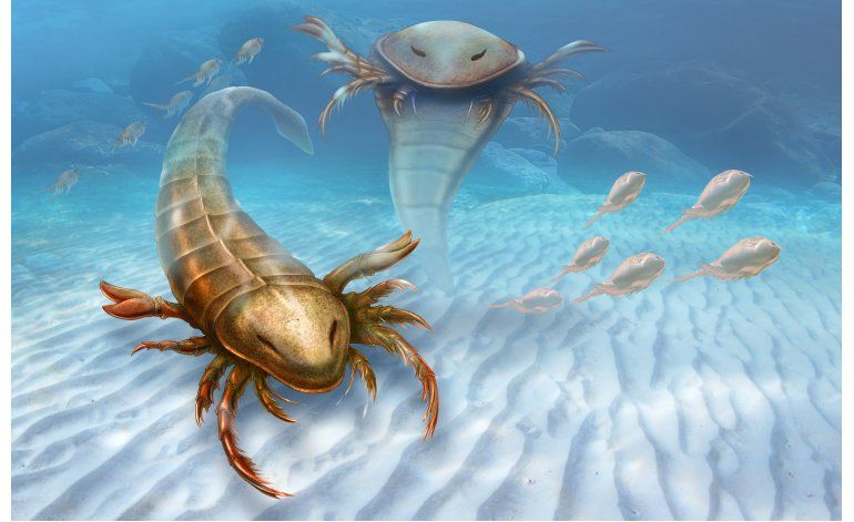 escorpion-marino-depredador