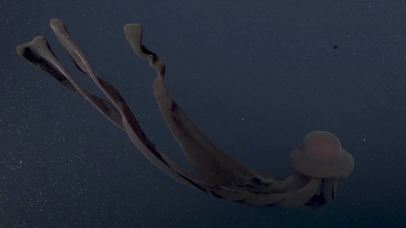 sorprendentes-imagenes-medusa-fantasma-gigante