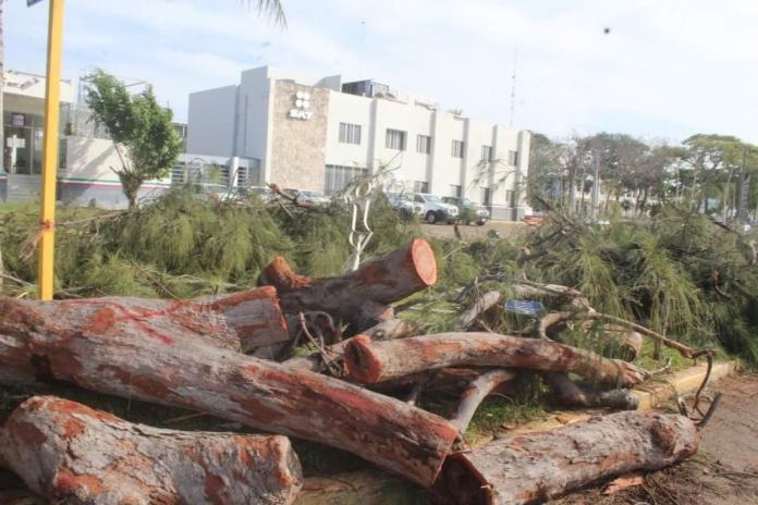 Talaron árboles en el bulevar Bahía; interpondrán denuncia