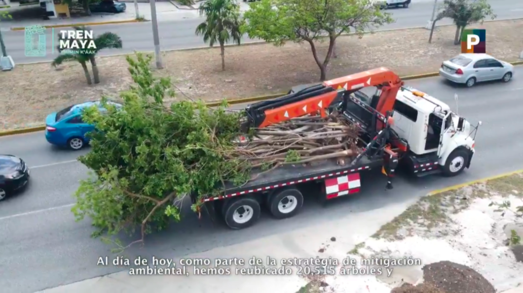 Desmiente Fonatur tala de árboles en tramo Cancún-Tulum del Tren Maya - El  Quintana Roo MX