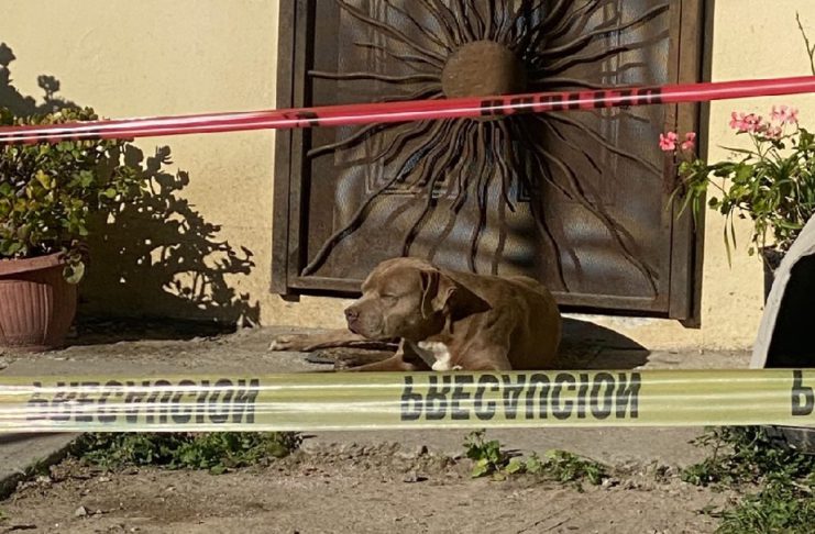El-Chato-perrito-de-la-periodista-asesinada-Lourdes-Maldonado-aun-la-espera-en-casa