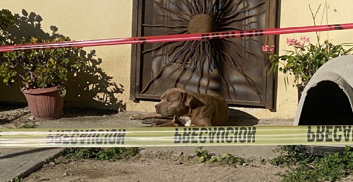 El-Chato-perrito-de-la-periodista-asesinada-Lourdes-Maldonado-aun-la-espera-en-casa