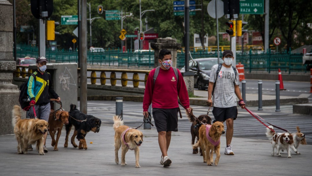 pasear-perritos