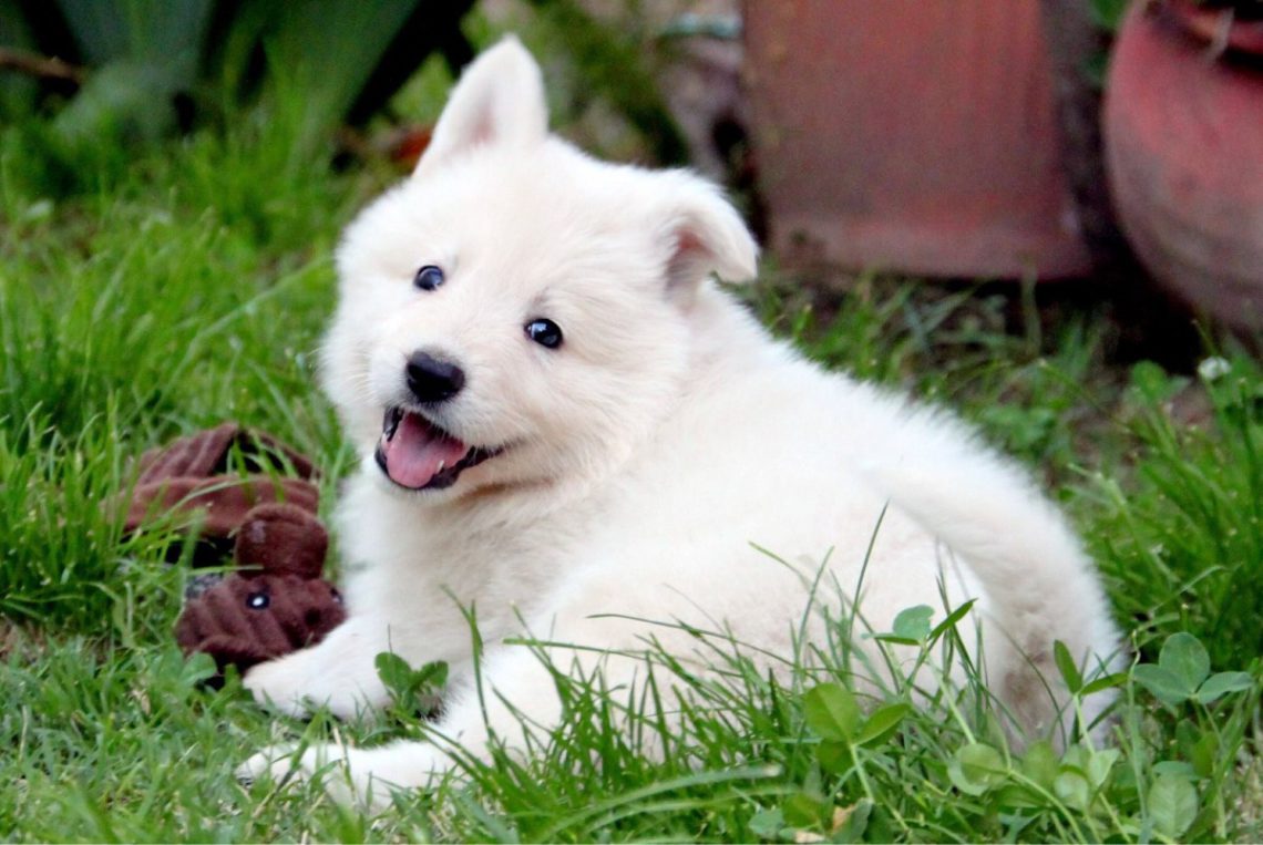 cachorros-pastor-blanco