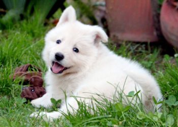 cachorros-pastor-blanco