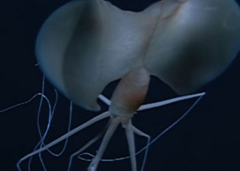 calamares-gigantes-australia