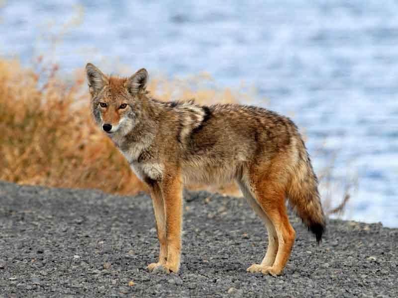 coyote-ataca-nina