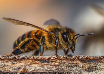 abeja-choca
