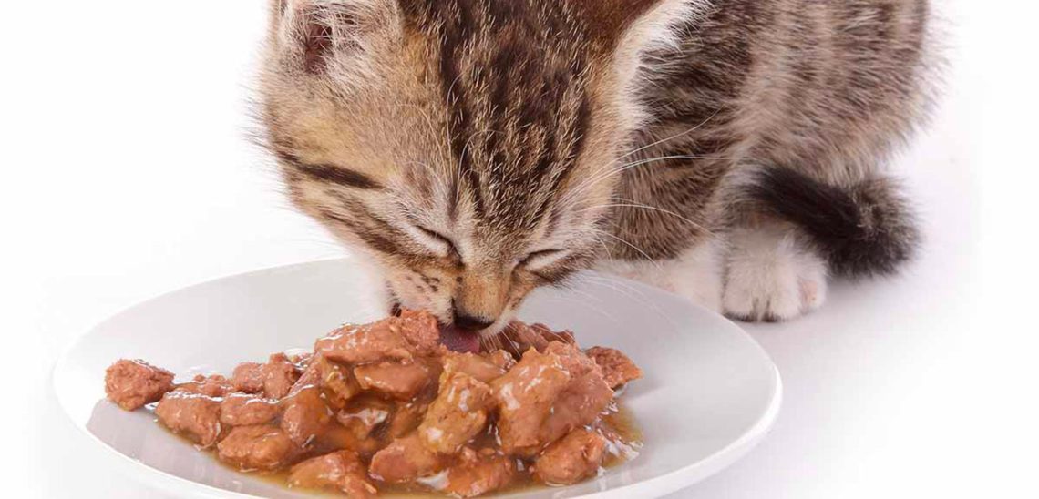 comida-gatos