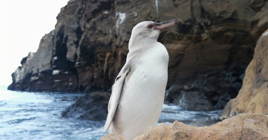 pinguino-blanco