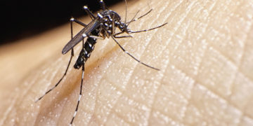 Aedes albopictus mosquito