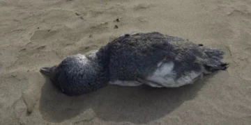 pinguinos-korora-en-playas-de-nueva-zelanda