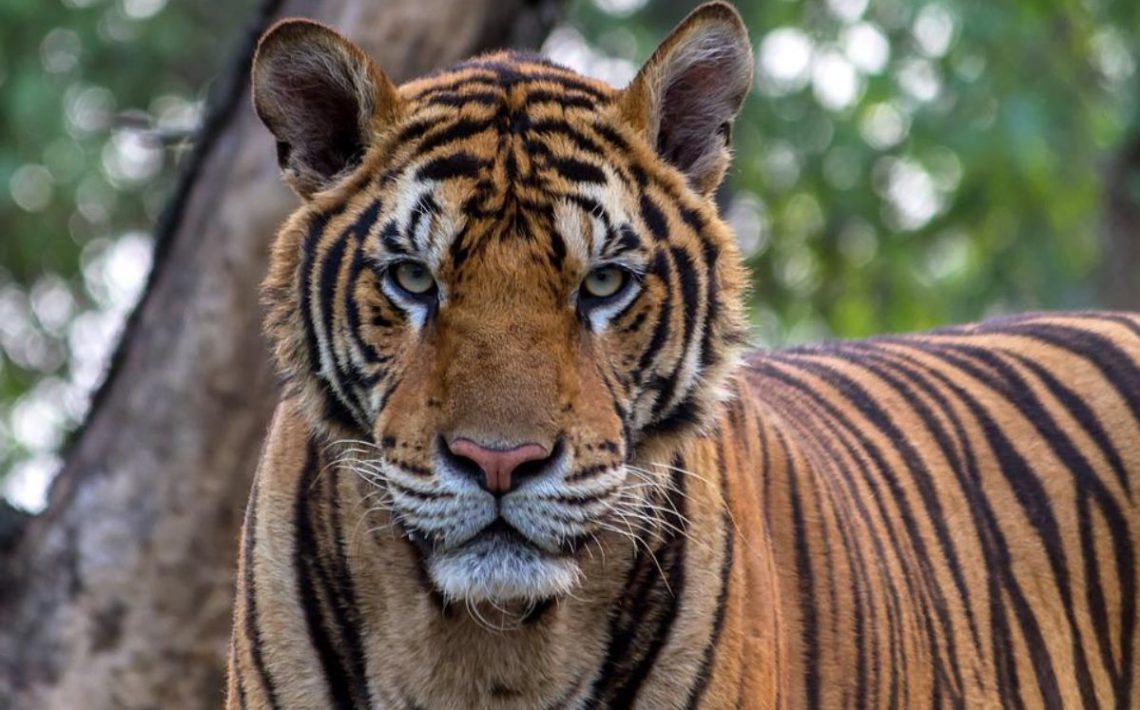 tigre-de-bengala-pixabay