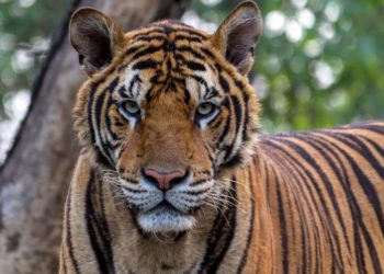 tigre-de-bengala-pixabay