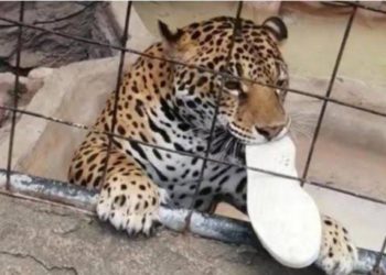nino-salta-barra-de-seguridad-en-zoologico-y-jaguar-lo-ataca