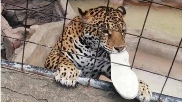 nino-salta-barra-de-seguridad-en-zoologico-y-jaguar-lo-ataca