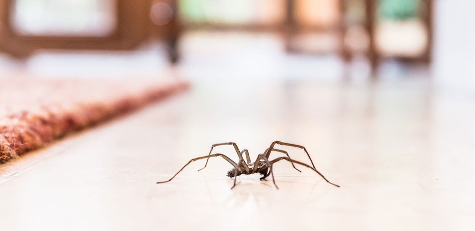 experto-revela-que-las-arañas-en-tu-casa-son-mas-beneficiosas