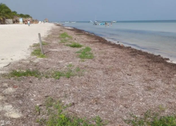 Sargazo contribuye a la recuperación de la duna costera en Holbox