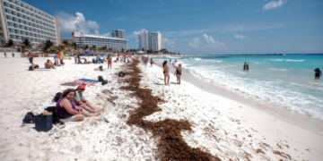Quintana Roo está a nada de entrar a la etapa más crítica del recale de sargazo: Red de Monitoreo