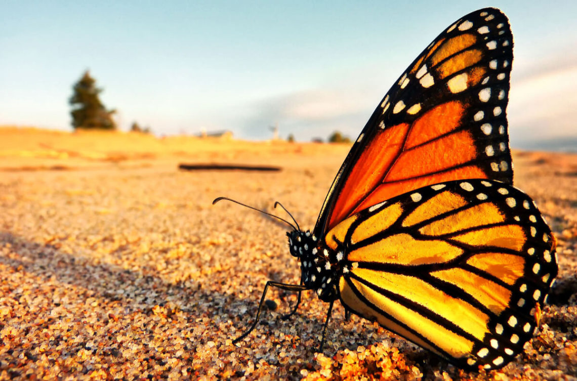 la-mariposa-monarca-esta-en-peligro-de-extincion