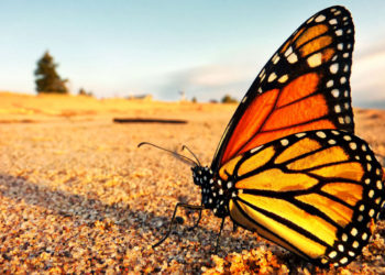 la-mariposa-monarca-esta-en-peligro-de-extincion