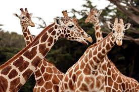 nacen-jirafas-gemelas-en-kenia