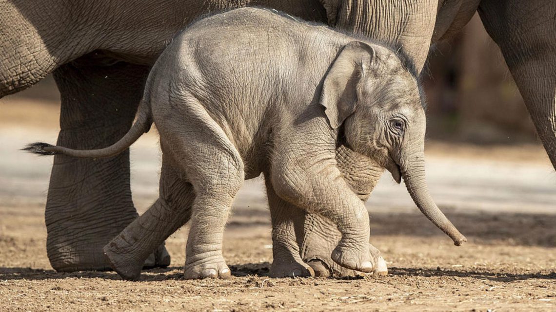 rescatan-a-bebe-elefante-y-su-mama-de-zanja-en-tailandia