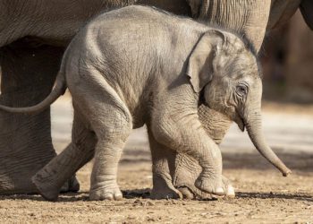 rescatan-a-bebe-elefante-y-su-mama-de-zanja-en-tailandia