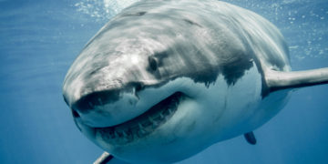 tiburon-ataca-a-turista-en-egipto
