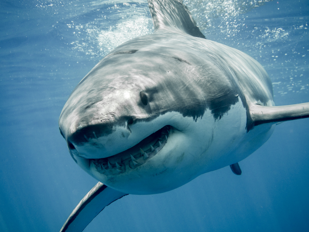 tiburon-ataca-a-turista-en-egipto
