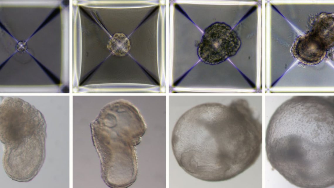 cientificos-desarrollan-embriones-sinteticos