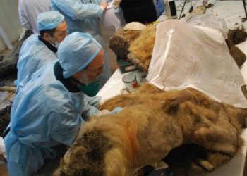 cientificos-trasplantan-celulas-de-mamut-en-ratones