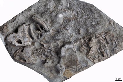 descubren-fosil-de-pez-con-cuatro-patas