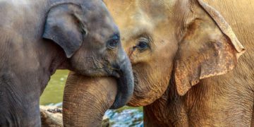 dia-mundial-del-elefante-datos-curiosos-de-estos-mamiferos