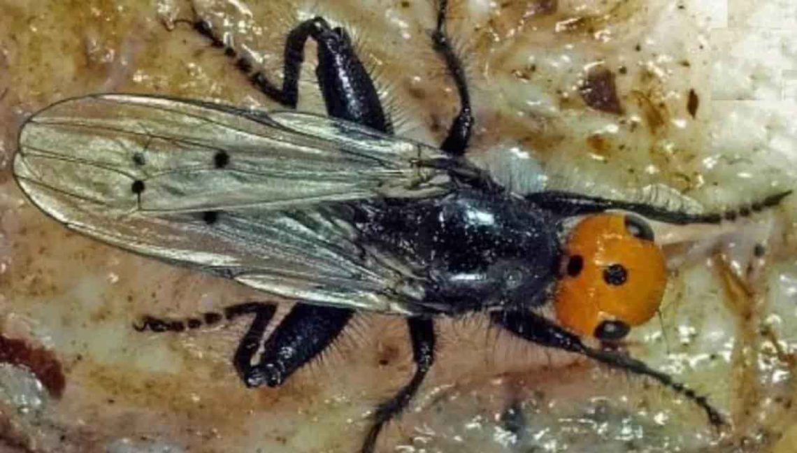 francia-alerta-por-reaparicion-de-la-mosca-quebrantahuesos