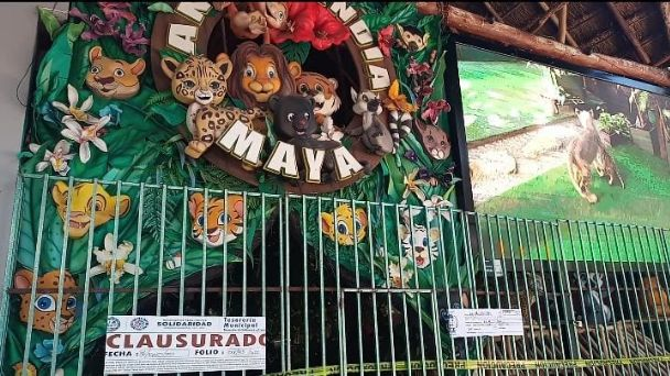 Fiscalía permite que saquen ejemplares de “Animalandia” en Playa del Carmen