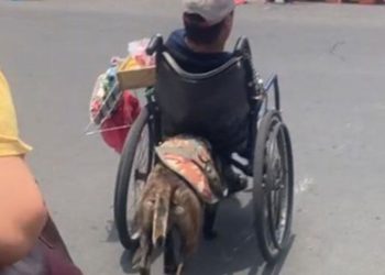 lomito-ayuda-a-su-dueno-en-silla-de-ruedas-a-cruzar-la-calle